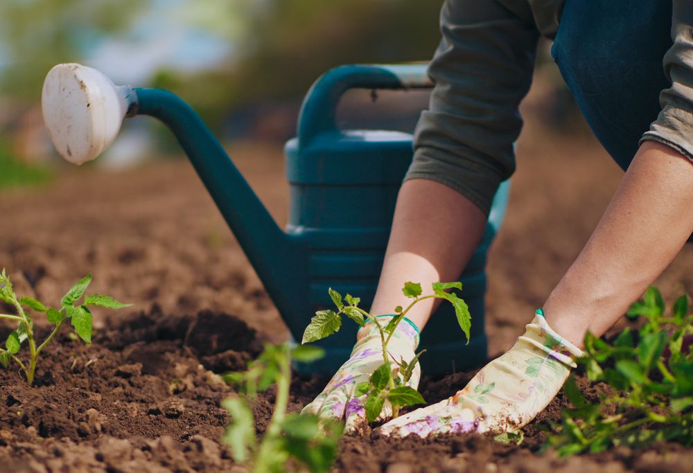 Farmer hands planting to soil tomato seedling in the vegetable garden 